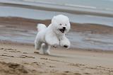 BICHON FRISE 075